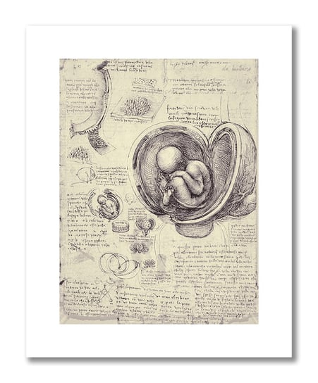 Leonardo da Vinci, plakat szkic anatomiczny 01 plakaty medyczne DEKORAMA