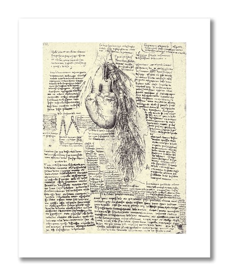 Leonardo da Vinci, plakat szkic anatomiczny 04 Plakaty medyczne DEKORAMA