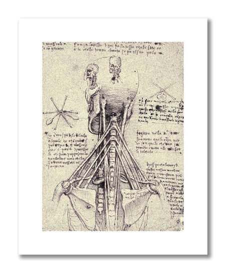 Leonardo da Vinci, plakat szkic anatomiczny 05 Plakaty medyczne DEKORAMA