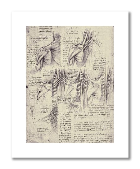 Leonardo da Vinci, plakat szkic anatomiczny 06 Plakaty medyczne DEKORAMA