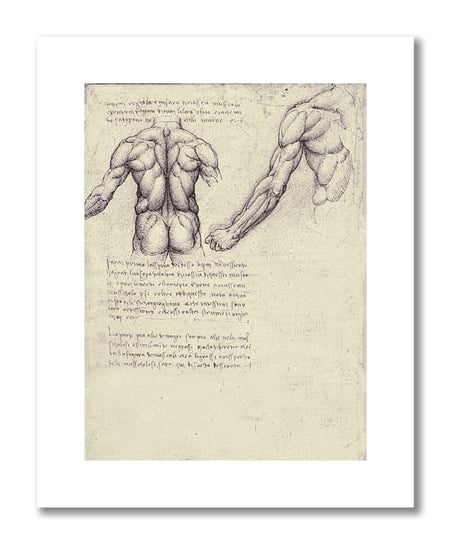 Leonardo da Vinci, plakat szkic anatomiczny 07 Plakaty medyczne DEKORAMA