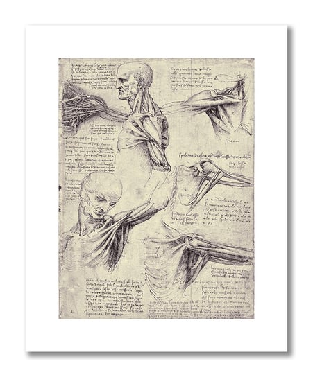 Leonardo da Vinci, plakat szkic anatomiczny 09 Plakaty medyczne DEKORAMA