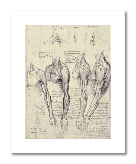 Leonardo da Vinci, plakat szkic anatomiczny 10 Plakaty medyczne DEKORAMA