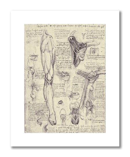 Leonardo da Vinci, plakat szkic anatomiczny 11 Plakaty medyczne DEKORAMA