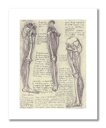 Leonardo da Vinci, plakat szkic anatomiczny 13 Plakaty medyczne DEKORAMA