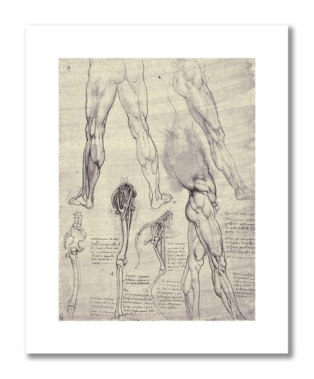 Leonardo da Vinci, plakat szkic anatomiczny 14 Plakaty medyczne DEKORAMA
