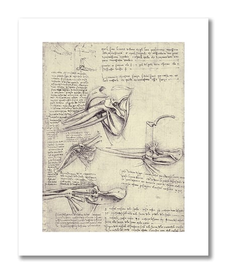 Leonardo da Vinci, plakat szkic anatomiczny 15 Plakaty medyczne DEKORAMA