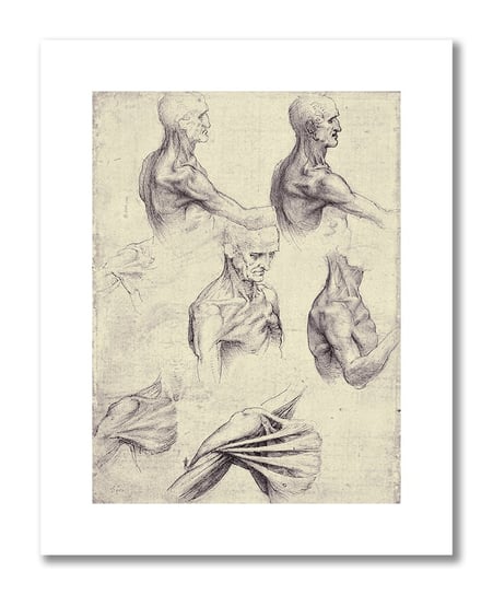 Leonardo da Vinci, plakat szkic anatomiczny 16 Plakaty medyczne DEKORAMA