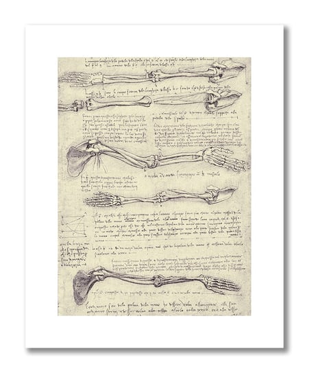 Leonardo da Vinci, plakat szkic anatomiczny 17 Plakaty medyczne DEKORAMA