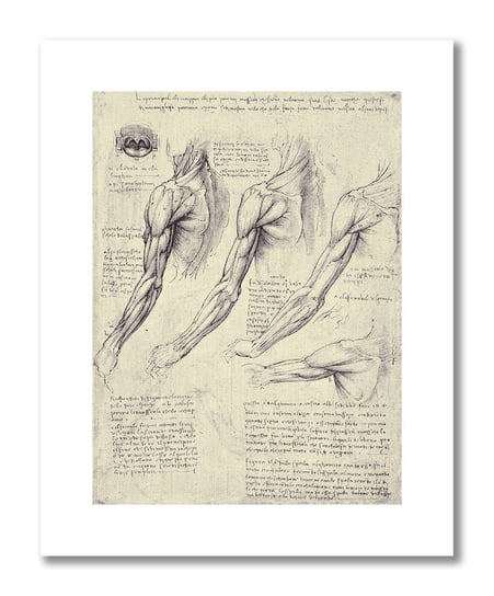 Leonardo da Vinci, plakat szkic anatomiczny 18 Plakaty medyczne DEKORAMA