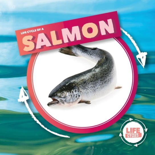 Life Cycle Of A Salmon Kirsty Holmes