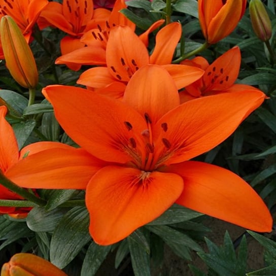 Lilia Azjatycka Orange Summer 1 szt cebule lilii BENEX