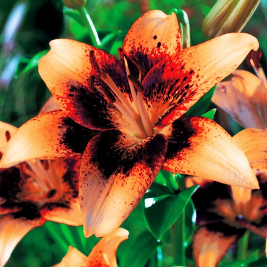 Lilia Azjatycka Whistler 1 szt cebulki lilii BENEX