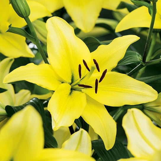 Lilia Azjatycka Yellow Power 1 szt cebule lilie BENEX