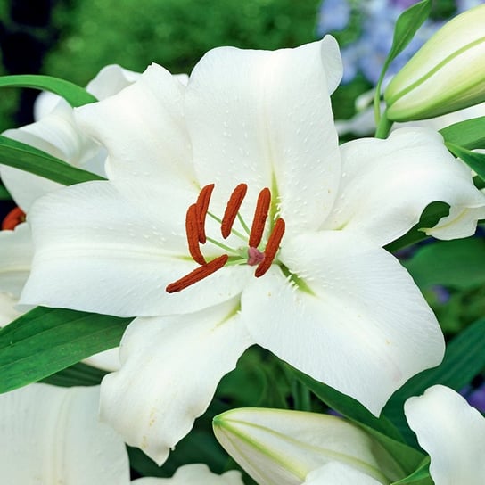 Lilia Drzewiasta Monte Bianco 1 szt cebulki lilii BENEX