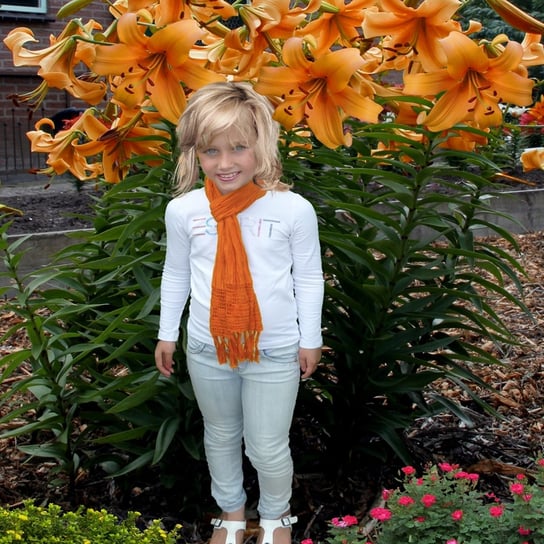 Lilia Drzewiasta Orange Space 1 szt cebulki lilii BENEX