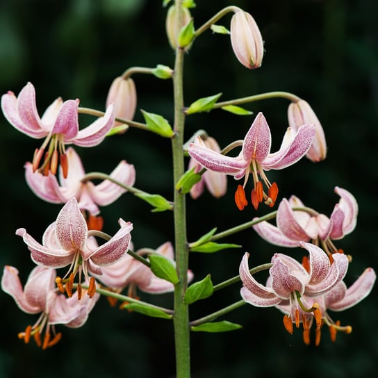 Lilia Martagon Pink Morning 1 szt cebulki lilii BENEX