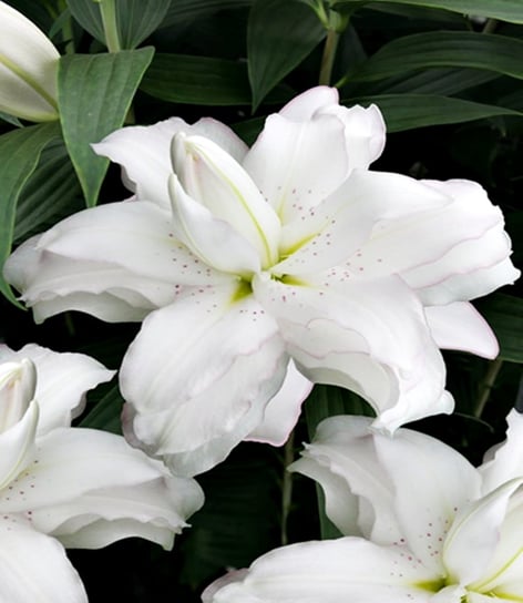 Lilia Orientalna Lotus Beauty 1 szt. lilie cebulki BENEX