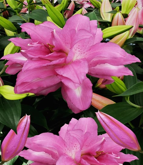Lilia Orientalna Lotus Dream 1 szt. lilie cebulki BENEX
