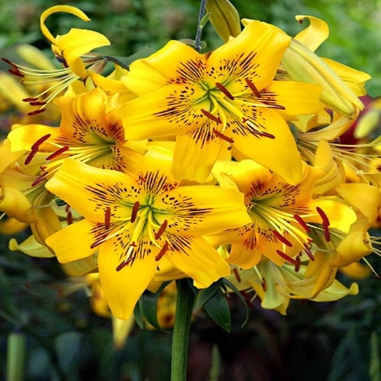 Lilia Tygrysia Yellow Bruse 1 szt cebulki lilii BENEX
