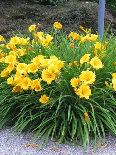 Liliowiec ‘Stella de Oro’ Inna marka