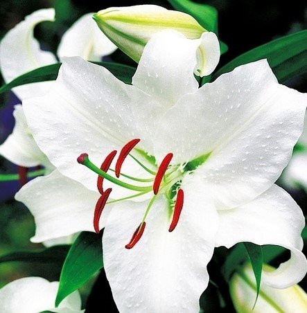 Lilium Casablanca Lilia 'Casablanca 5Szt Inna marka