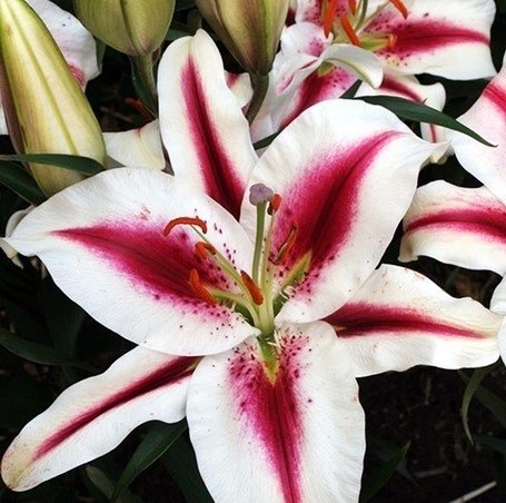 Lilium Hachi Lilia 'Hachi' 5 Szt, Inna marka