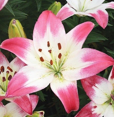 Lilium Lollypop Lilia 'Lollypop' 5Szt. Inna marka