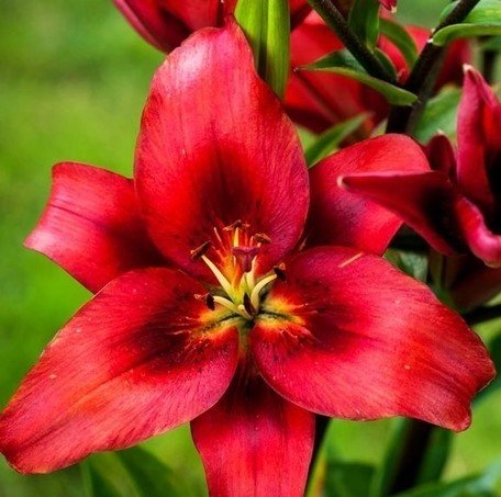 Lilium Red Lilia Czerwona 5Szt. Inna marka