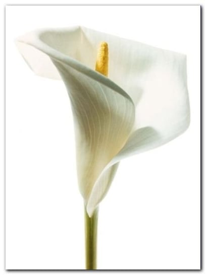 Lily In Bloom I plakat obraz 60x80cm Wizard+Genius