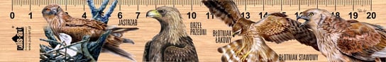 Linijka drewniana, ptaki szponiaste, 20 cm Puls-Art