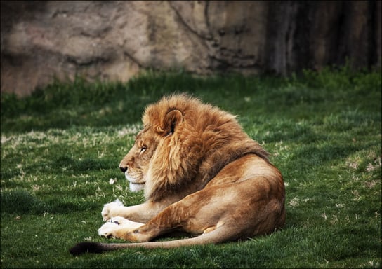 Lions at The Montgomery Zoo in Oak Park., Carol Highsmith - plakat 84,1x59,4 cm Galeria Plakatu