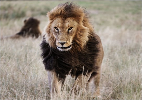 Lions in the grass at the Wild Animal Sanctuary near Keenesburg, Colorado., Carol Highsmith - plakat 42x29,7 cm Galeria Plakatu