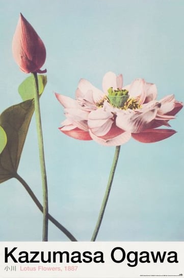 Lotus Flowers - plakat Grupoerik