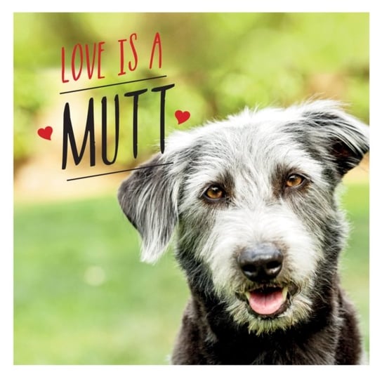 Love is a Mutt: A Dog-Tastic Celebration of the Worlds Cutest Mixed and Cross Breeds Charlie Ellis
