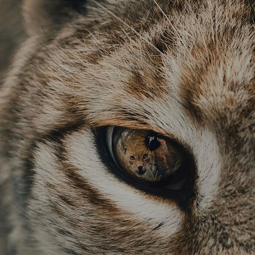 Lynx Worka
