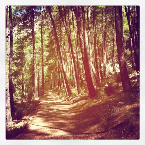 Maazzi The Bleak Forest