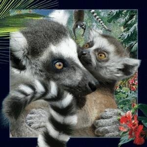 Magnes 3D Lemur Worth Keeping