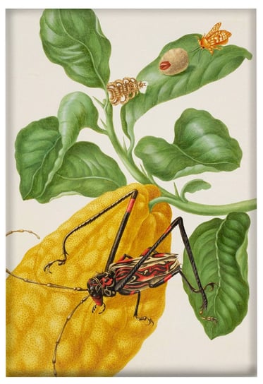 Magnes Cytryna z gąsienicą małpy i chrząszczem harlekin Maria Sibylla Merian Inna marka