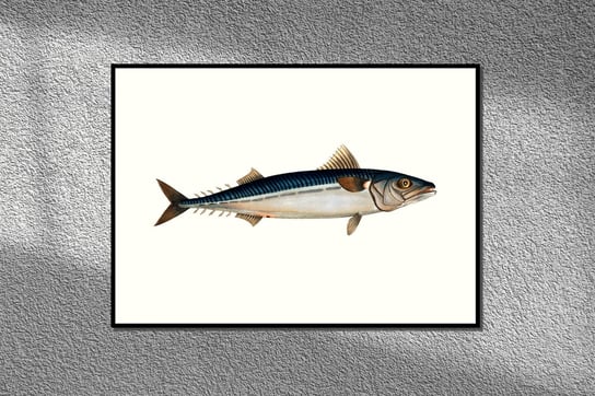 Makrela, ryba, grafika na ścianę, plakat vintage 30x21 cm (A4) / DodoPrint Dodoprint