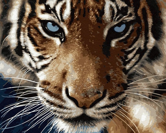 Malowanie po numerach 40x50cm Tygrys / Twoje Hobby Twoje Hobby