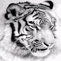 Malowanie Po Numerach Tygrys Portret Czarno Biały Norimpex