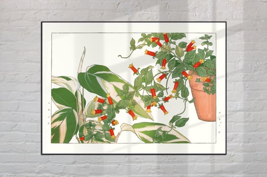 Maranta Manettia Plakat Japonia Grafika Vintage 50X70 Cm (B2) / Dodoprint Dodoprint