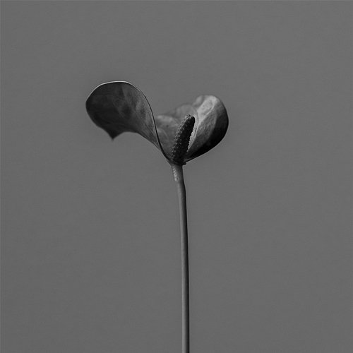 Meantime NAVARONE COLE feat. Wally A$M, IKRAAAN