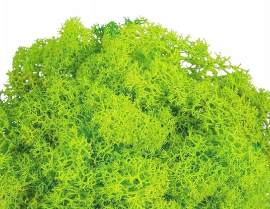 Mech Chrobotek Naturalny Reniferowy Jasno Zielony Dekoracyjny 30 G Inna marka