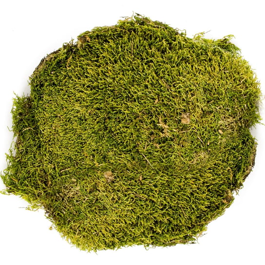 Mech naturalny w płacie, podłoże, tło, dekoracja do terrarium tropikalnego - Terrario North King Moss 100g Inna marka