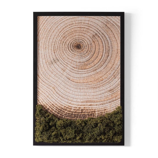 Mech Stabilizowany w Obrazie - Słoje drewna - 40x60 cm Tulup