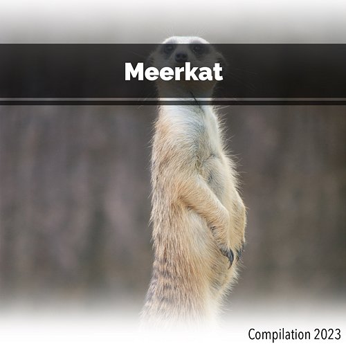 Meerkat Compilation 2023 John Toso, Mauro Rawn, Benny Montaquila Dj