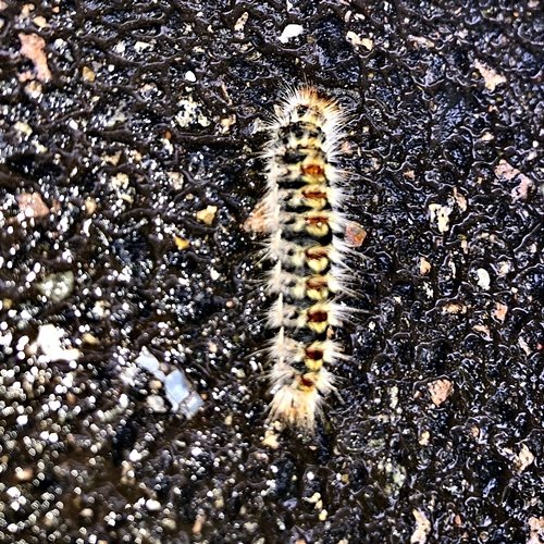 mi detesto moth., leim feat. tommi