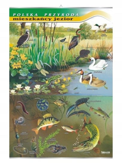 Mieszkańcy jezior tablica przyroda plansza plakat VISUAL System